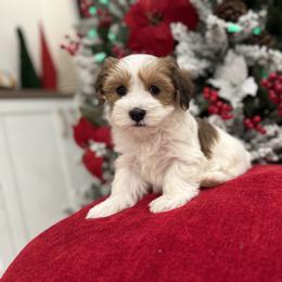 Bernedoodle, Cavapoo, Havanese, and Havapoo Puppies from Lady Paws Puppies - Cassie