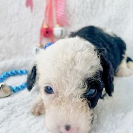 BACON - Black and white female Bernedoodle puppy in Houston, Texas from Pia’s Doodle Poodle Wag
