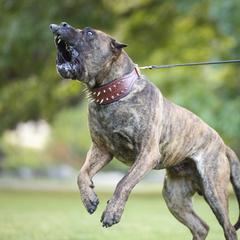 Perro de Presa Canarios from Terra Presa