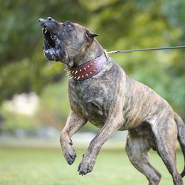 Perro de Presa Canarios from Terra Presa