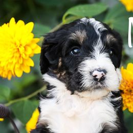 Bernedoodles from Walnut Hollow Kennels