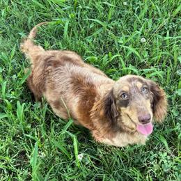 Darla - Dachshund