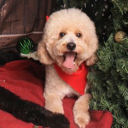 Woody - Goldendoodle