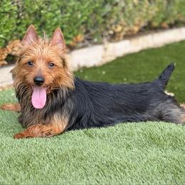 Ozzie - Australian Terrier