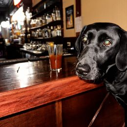 Labrador Retriever All Grown Up from Prairie State Labs
