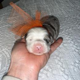 Boy 1 - Merle male Cavapoo puppy in Fayetteville, Arkansas from Silver Hill Farm
