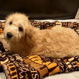 Goldendoodles and Poodles from Rainbow Poodles and Doodles of Oklahoma