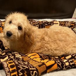 Goldendoodles and Poodles from Rainbow Poodles and Doodles of Oklahoma