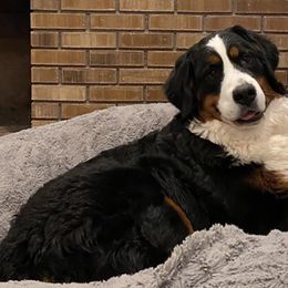 Bernedoodles and Bernese Mountain Dogs from Snowy Desert Bernese