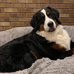 Bernedoodles and Bernese Mountain Dogs from Snowy Desert Bernese