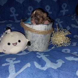 Bruce - Liver and white male Shih Tzu puppy in Arcadia, Florida from Kitsune Cuddles and kisses