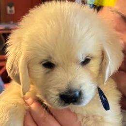 Boy 1 - Light golden male Golden Retriever puppy in Rice Lake, Wisconsin from Knotty Acres