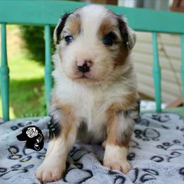 Superduty - Blue merle male Miniature Australian Shepherd puppy in Lowgap, North Carolina from Ramblin’ Rose Mini's
