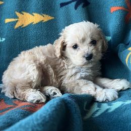 Pluto - Buff and white male Cockapoo puppy in Mayville, Michigan from Kathy Maize