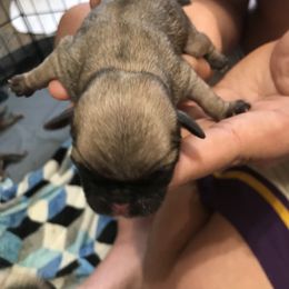Boy 2 - Pug puppy in Deer River, Minnesota from Mother Mule Kennels
