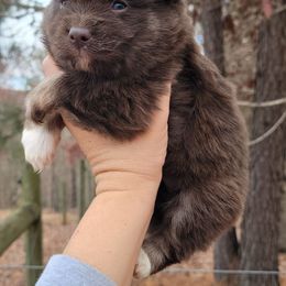 Boy 2 - Chocolate male Pomsky puppy in Gladstone, Virginia from Rustic Charms Miniature Huskys
