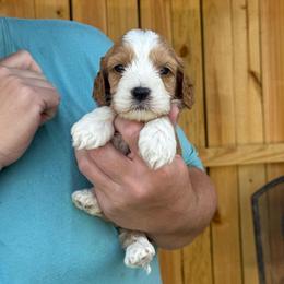 Azrael - Red and white male Cockapoo puppy in Holton, Indiana from MoonShine Babies