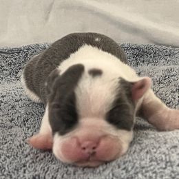 Boy 3 - Blue male Boston Terrier puppy in Coopertown, Tennessee from Toon’s Boston Terriers