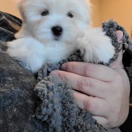 Coton de Tulear Puppies from Classy Cotons