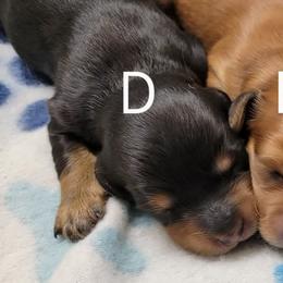Dachshund Puppies from CLARK'S BREEDING PROGRAM