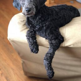 Goldendoodle All Grown Up from Lavender Field Doodles
