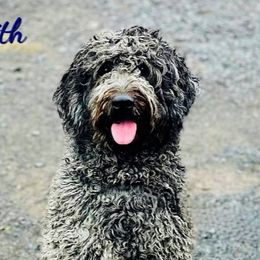 Faith - Aussiedoodle