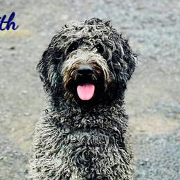 Faith - Aussiedoodle