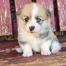 Trixie - Red female Pembroke Welsh Corgi puppy in Anton, Texas from X Bar's Lil Legs of Texas