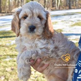 Cockapoo Puppies from Chesley Hill Cockapoos