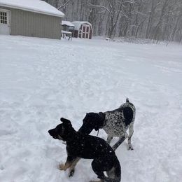 German Shorthaired Pointer All Grown Up from Valerie Ray's German Shorthaired Pointer