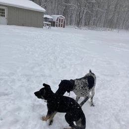 German Shorthaired Pointer All Grown Up from Valerie Ray's German Shorthaired Pointer