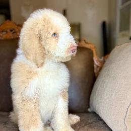 Timber - Red and white male Saint Berdoodle puppy in Lookout, California from Remington Kennels, LLC
