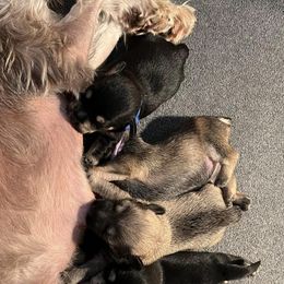 Miniature Schnauzer Puppies from S & S Miniature Schnauzer