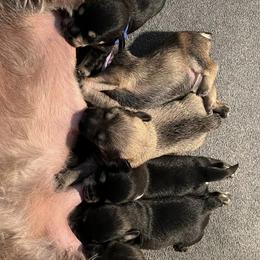 Miniature Schnauzer Puppies from S & S Miniature Schnauzer
