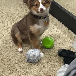 Miniature Australian Shepherd All Grown Up from Kountryside Mini Aussies