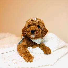 Grove - Petite Size - Red  male Goldendoodle puppy in Elizabethtown, Kentucky from Reddy Poodles & Doodles