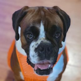 LYLA RAY - Boxer