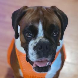 LYLA RAY - Boxer