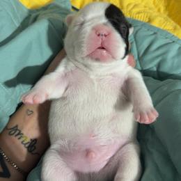 Pied male - White and black male French Bulldog puppy in Jefferson City, Missouri from Central Frenchie Haven