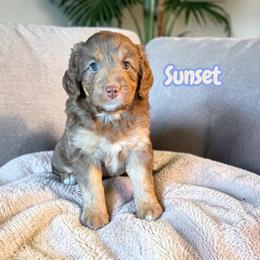 Sunset - Red phantom female Aussiedoodle puppy in Ellenburg Center, New York from Kristin's Puppies