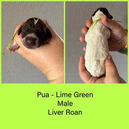 Pua - Liver roan male German Shorthaired Pointer puppy in Marshfield, Missouri from Pebblebrook German Shorthaired Pointers
