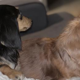 Dachshunds from Doxiequad