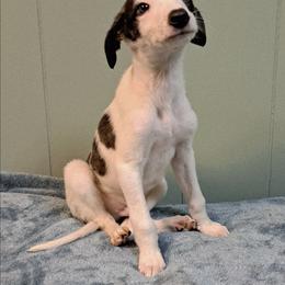 Male 2 - White and black brindle male Greyhound puppy in Eldora, Iowa from River Valley Canines