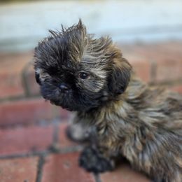AKC Remington - Brindle male Shih Tzu puppy in Smithville, Georgia from The Luckie Puppy