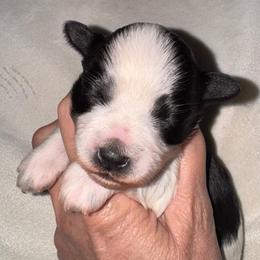 Black parti boy 4 - Parti male Miniature Schnauzer puppy in Pflugerville, Texas from K&K Precious Tx schnauzers