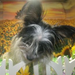 BANDIT - Yorkshire Terrier