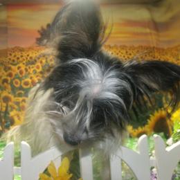 BANDIT - Yorkshire Terrier