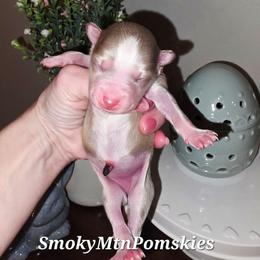 Goldie - Lavender female Pomsky puppy in Christiana, Tennessee from Smoky Mountain Pomskies