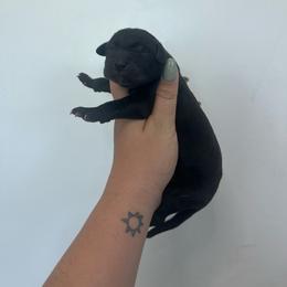 Woodford - Black male Great Dane puppy in Miami, Florida from RP DANES