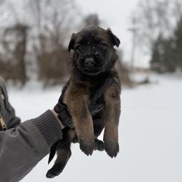 Drogo - Fawn male Belgian Malinois puppy in Baltimore, Maryland from Abenteurer German Shepherds & Belgian Malinois